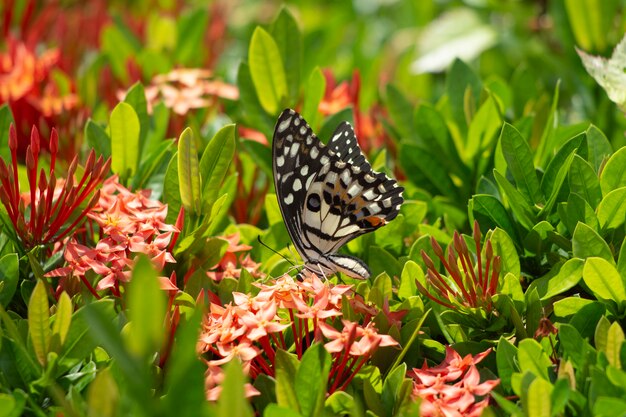 Foto a borboleta oriental de swallowtail do tigre encontrou em ásia do nordeste.