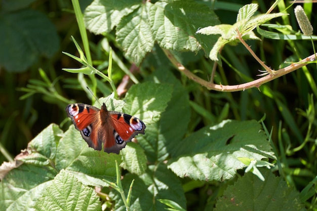 A borboleta-pau-europeia Inachis io descansando na cerca