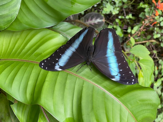 A borboleta preta e azul de morpho senta-se em uma folha verde