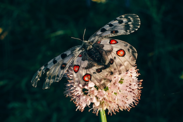 A borboleta senta-se em um trevo. Asa ferida