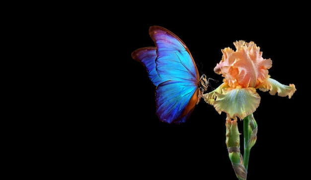 a borboleta tem uma cauda azul