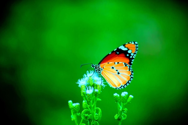 A borboleta tigre simples descansando na planta de flores