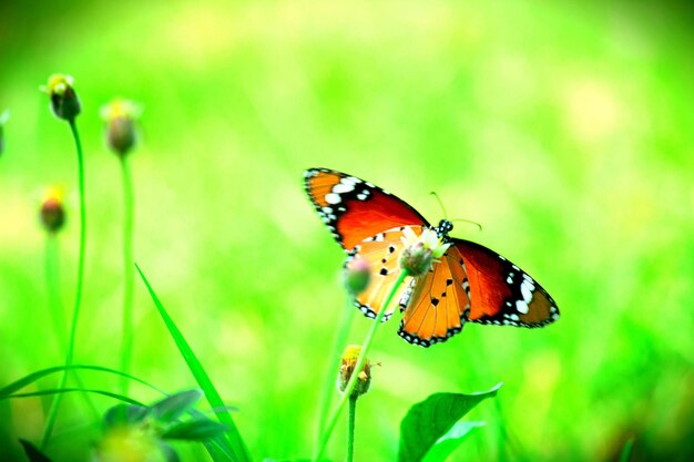 A borboleta tigre simples descansando na planta de flores