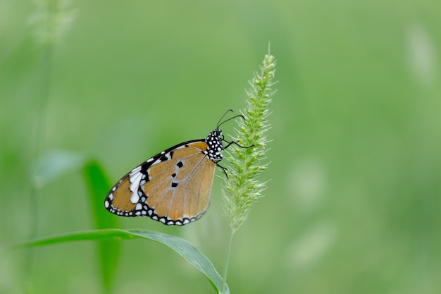 a borboleta tigre simples empoleirada na planta da flor em um fundo verde da natureza