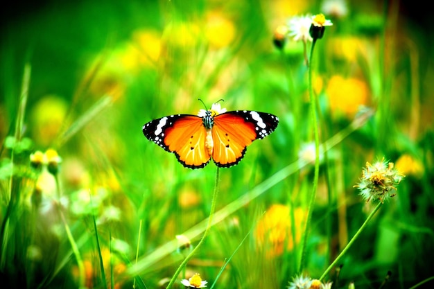 A borboleta tigre simples na planta de flores