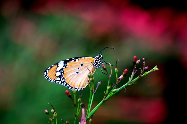 A borboleta tigre simples na planta de flores