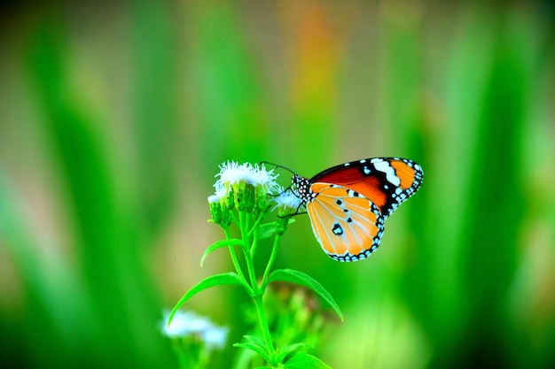 A borboleta tigre simples na planta de flores