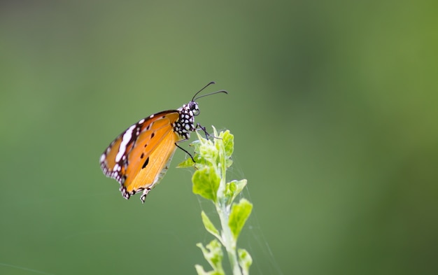 A borboleta tigre