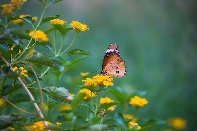 A borboleta tigre