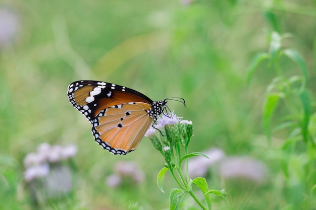 A borboleta tigre