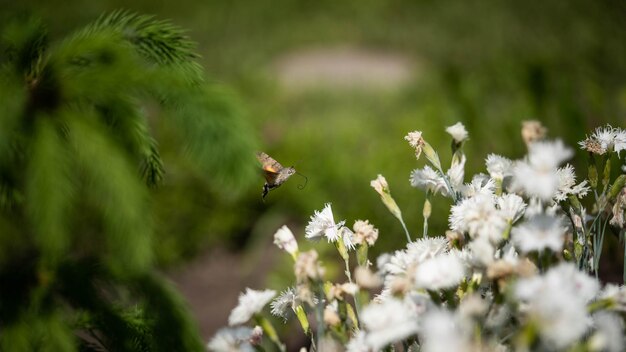 Foto a borboleta vibra entre as flores e recolhe o pólen