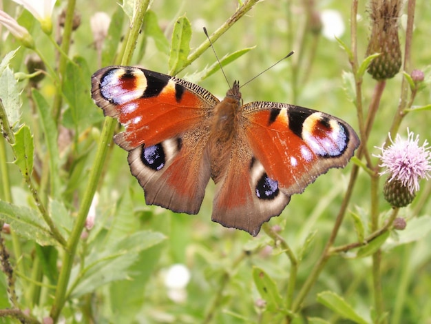 A borboleta