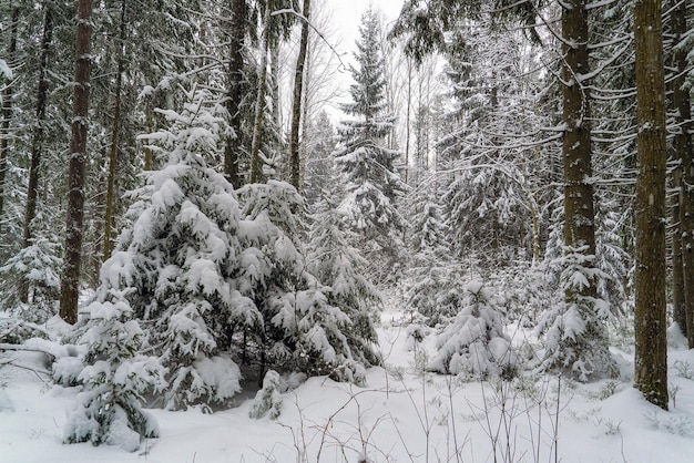 A borda da floresta com abetos cobertos de neve e pinheiros paisagem de inverno