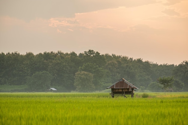 A cabana é feita de zinco Cabine no campo de arroz