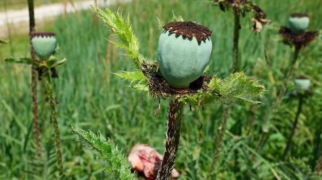 A cabeça da semente de papoila verde cresce em um campo verde.