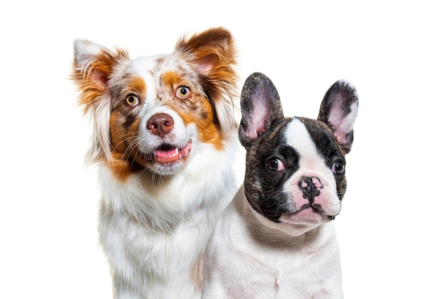 A cabeça de dois cachorros, um bulldog francês e um pastor australiano, olhando para a câmera, isolada em branco.