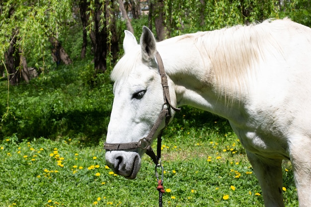 A cabeça de um cavalo branco triste contra um fundo de parque primavera