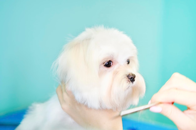 A cabeça de um. Close-up do filhote de cachorro cãozinho maltês