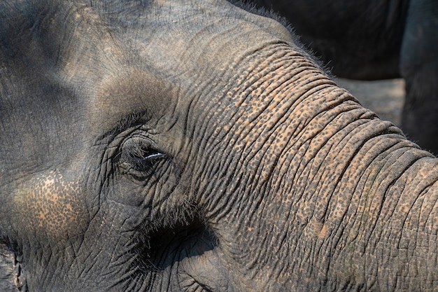 A cabeça de um elefante cinza