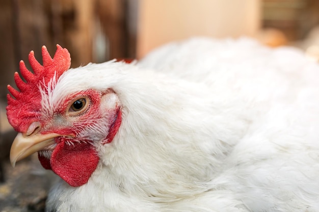 A cabeça de um frango de galo branco Pente vermelho Agricultura pecuária