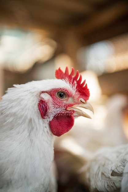 A cabeça de um frango de galo branco Pente vermelho Agricultura pecuária