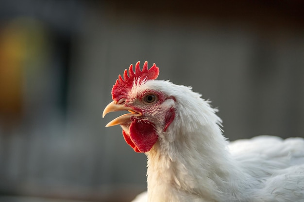 A cabeça de um frango de galo branco Pente vermelho Agricultura pecuária