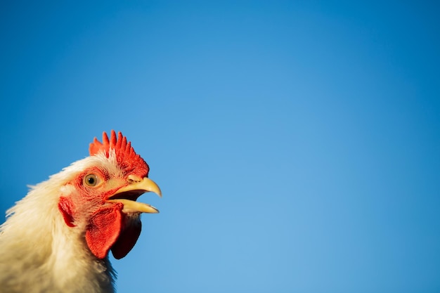 A cabeça de um frango de galo branco Pente vermelho Agricultura pecuária