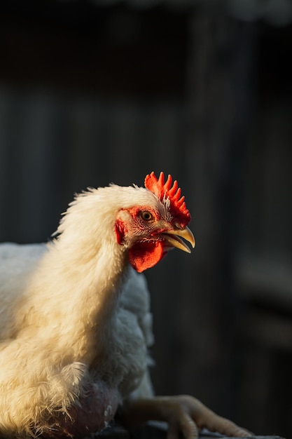 A cabeça de um frango de galo branco Pente vermelho Agricultura pecuária