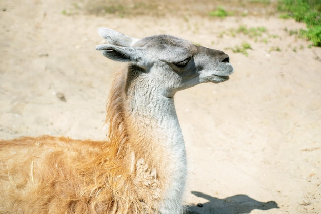 A cabeça de um Lama deitado no foco seletivo de areia