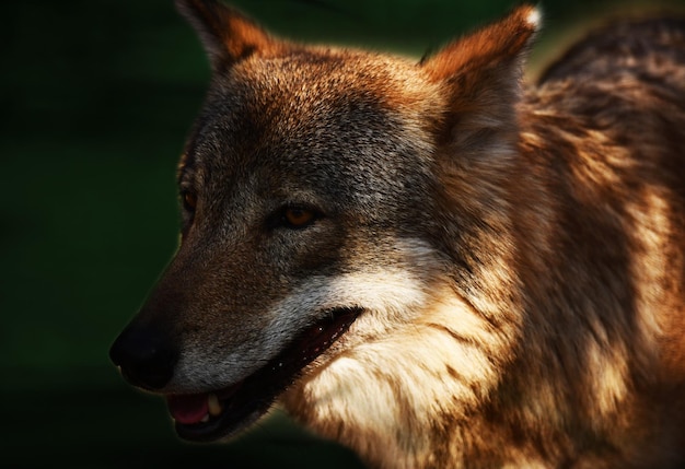 A cabeça de um lobo endurecido astuto espreitava nos arbustos