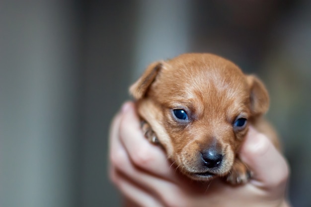 A cabeça de um pequeno cachorro terrier de brinquedo fofo em mãos humanas. Casaco marrom. Olhos abertos. Foco seletivo raso. Fundo desfocado.