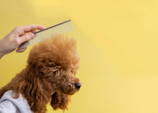 Foto a cabeça de um poodle miniatura vermelho e uma mão com um pente em um fundo amarelo