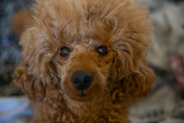 A cabeça de um poodle vermelho em miniatura