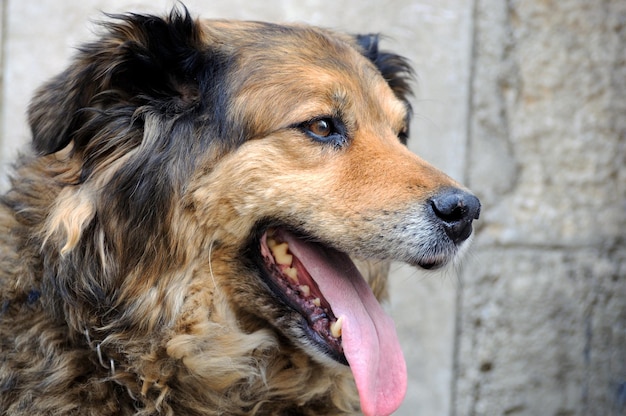 A cabeça de um retrato de closeup de cachorro