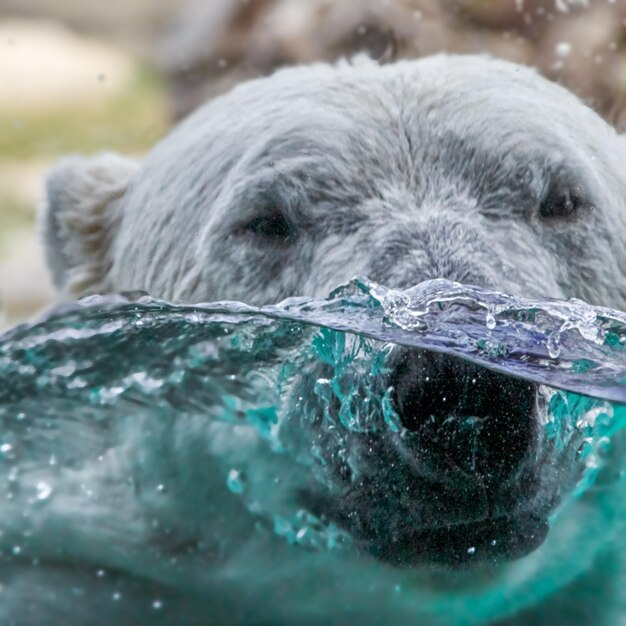 A cabeça de um urso polar na água azul-turquesa atrás de um vidro