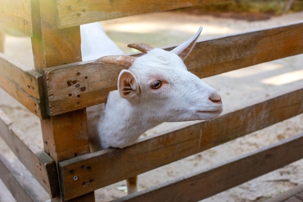 A cabeça de uma curiosa cabra branca em um curral de madeira em uma fazenda