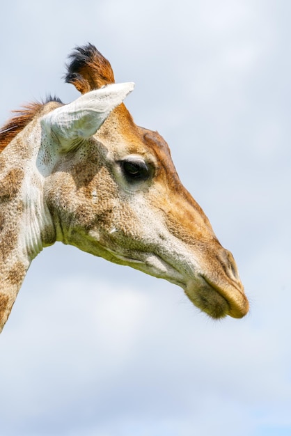 A cabeça de uma jovem e bela girafa mundo da vida selvagem