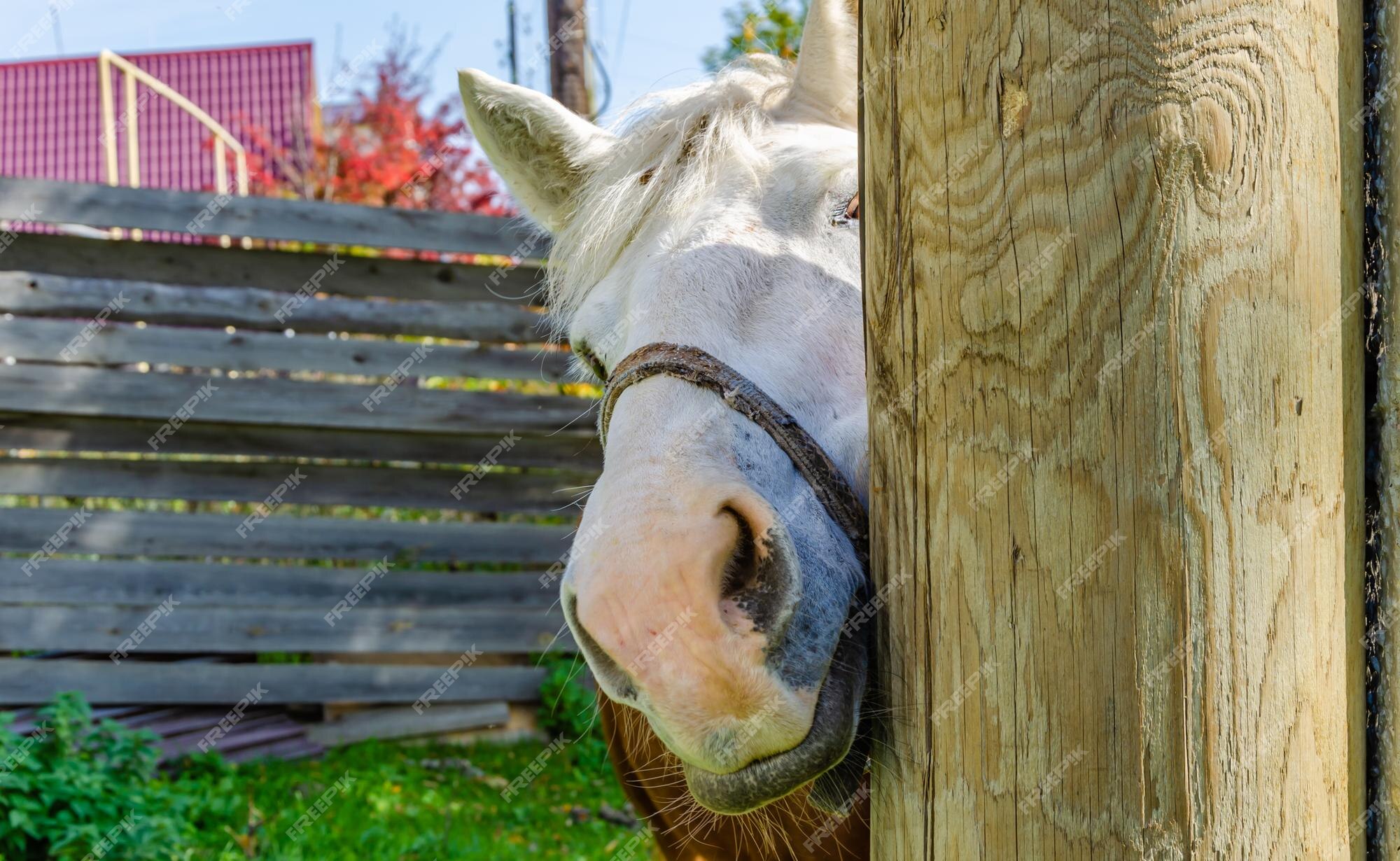 Cabeça De Cavalo Em Frente a Uma Colina Foto de Stock - Imagem de pastar,  monte: 202352444