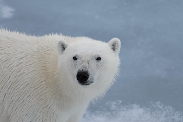 A cabeça do Ursus maritimus do urso polar fecha