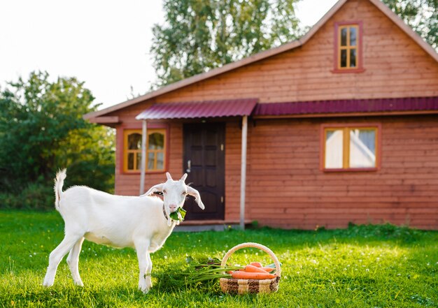 A cabra branca mastiga vegetais da exploração agrícola na casa da vila ao ar livre. o conceito de alimentação saudável.