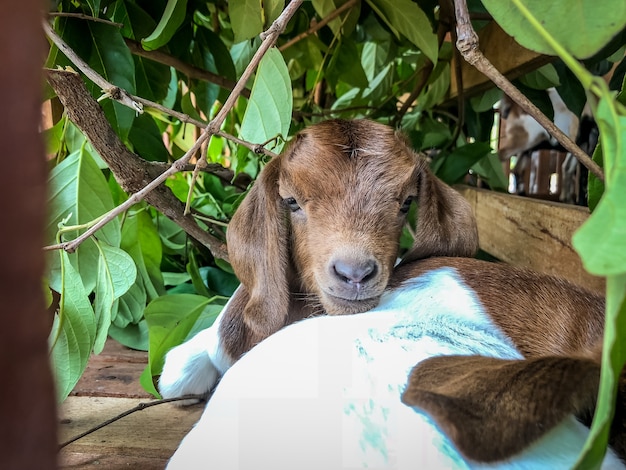 A cabra dorme no estábulo.