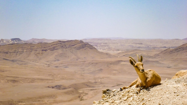 A cabra encontra-se no deserto de Arava, Israel.