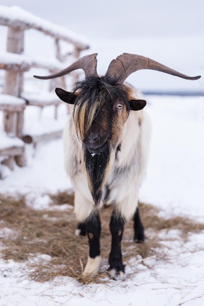 A cabra fica no feno e na neve na fazenda de animais