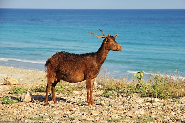 A cabra na costa do Oceano Índico, ilha de Socotra, Iêmen