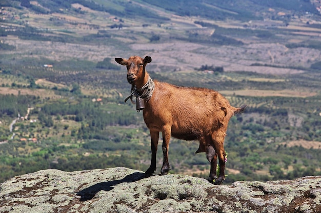 A cabra nas rochas da Monsanto em Portugal