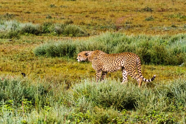 A caça de chitas em Ndutu, Serengeti, Tanzânia