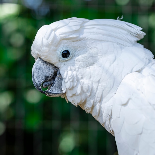 A cacatua branca (cacatua alba), também conhecida como cacatua guarda-chuva, é uma cacatua branca de tamanho médio endêmica da floresta tropical nas ilhas da indonésia.