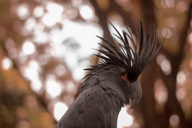 A cacatuca-rei ou Probosciger aterrimus é uma grande cacatuca preta