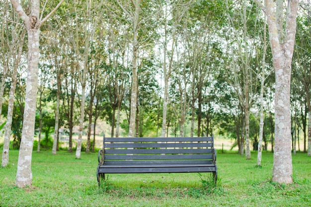 A cadeira ou banco é colocado no jardim.