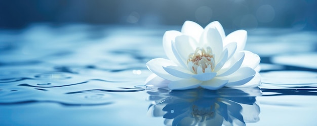 A calma e a beleza de uma flor zen flutuando na água